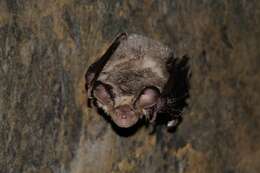 Image of Mediterranean Horseshoe Bat