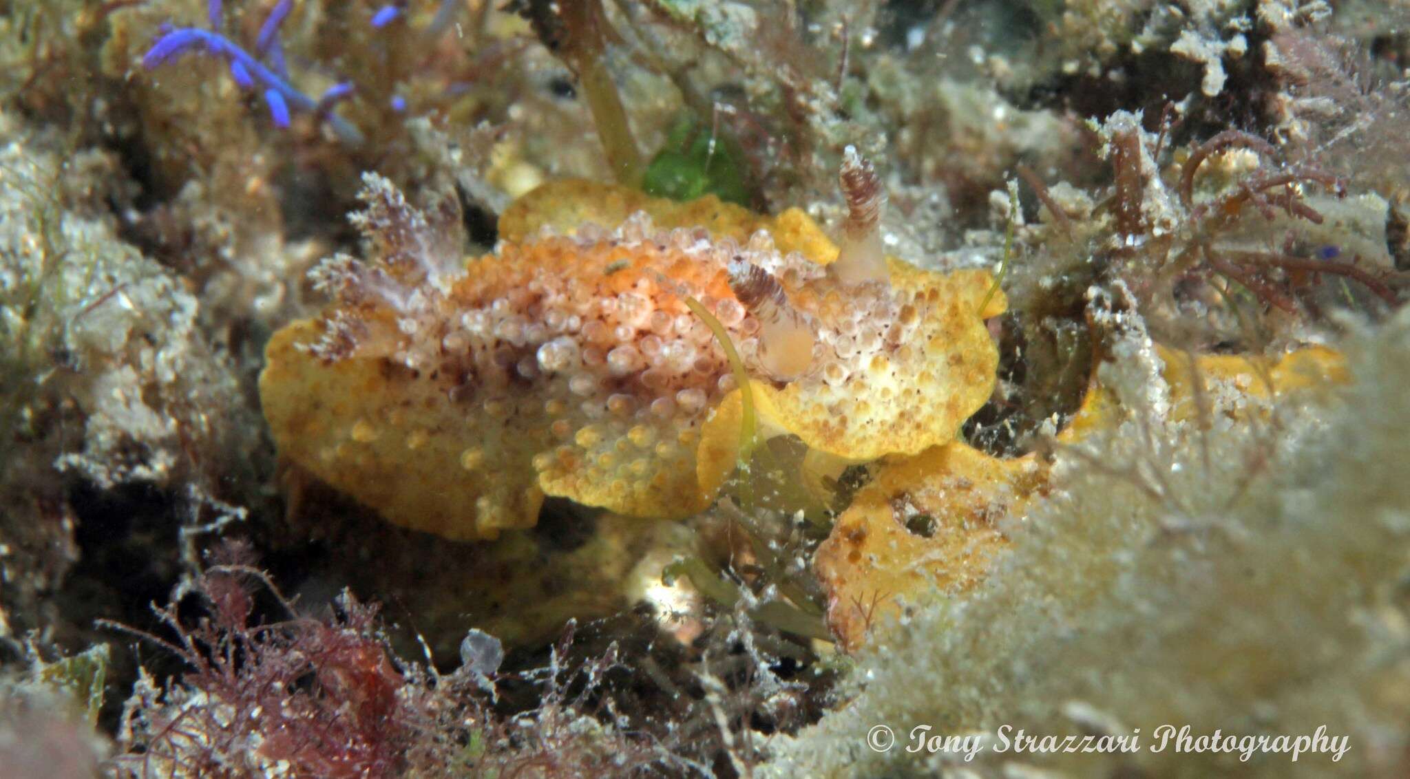 Image of Carminodoris nodulosa (Angas 1864)