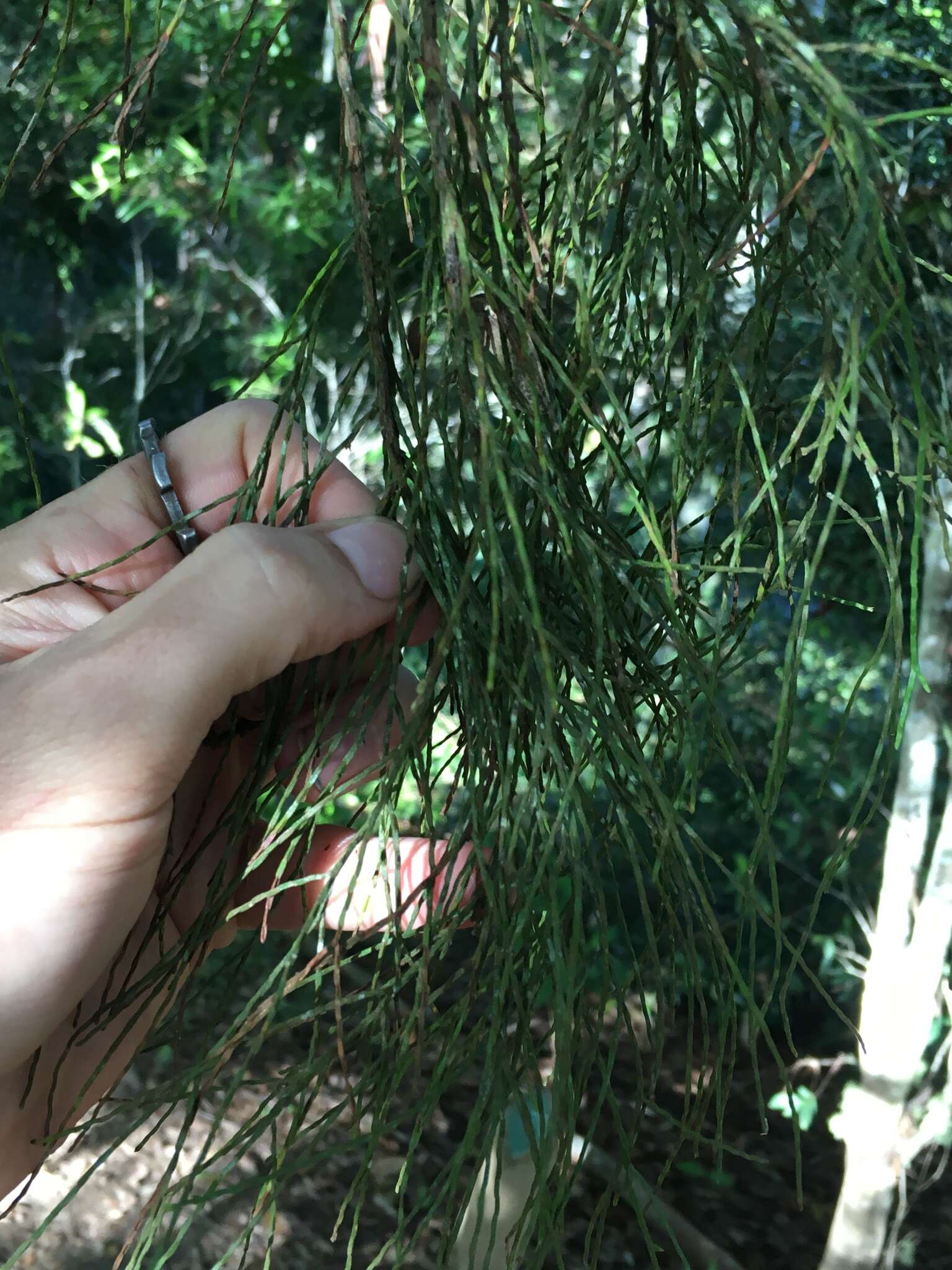 Image of Brush Cypress Pine