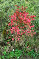 Image of Rhododendron oldhamii Maxim.