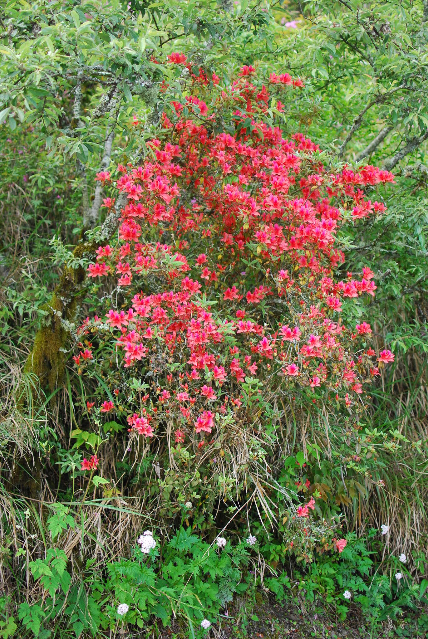 Слика од Rhododendron oldhamii Maxim.