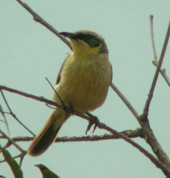 صورة Lichenostomus Cabanis 1851