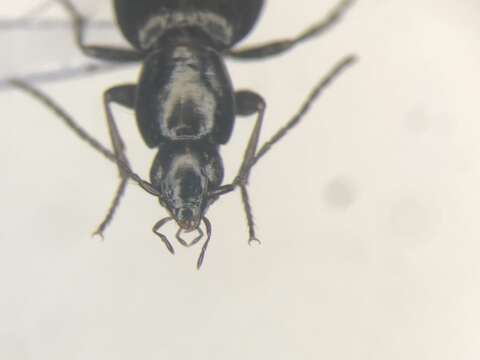 Image of Agonum (Europhilus) thoreyi Dejean 1828