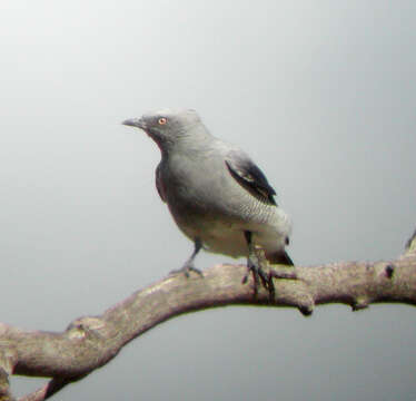 Image of Ground Cuckoo-shrike