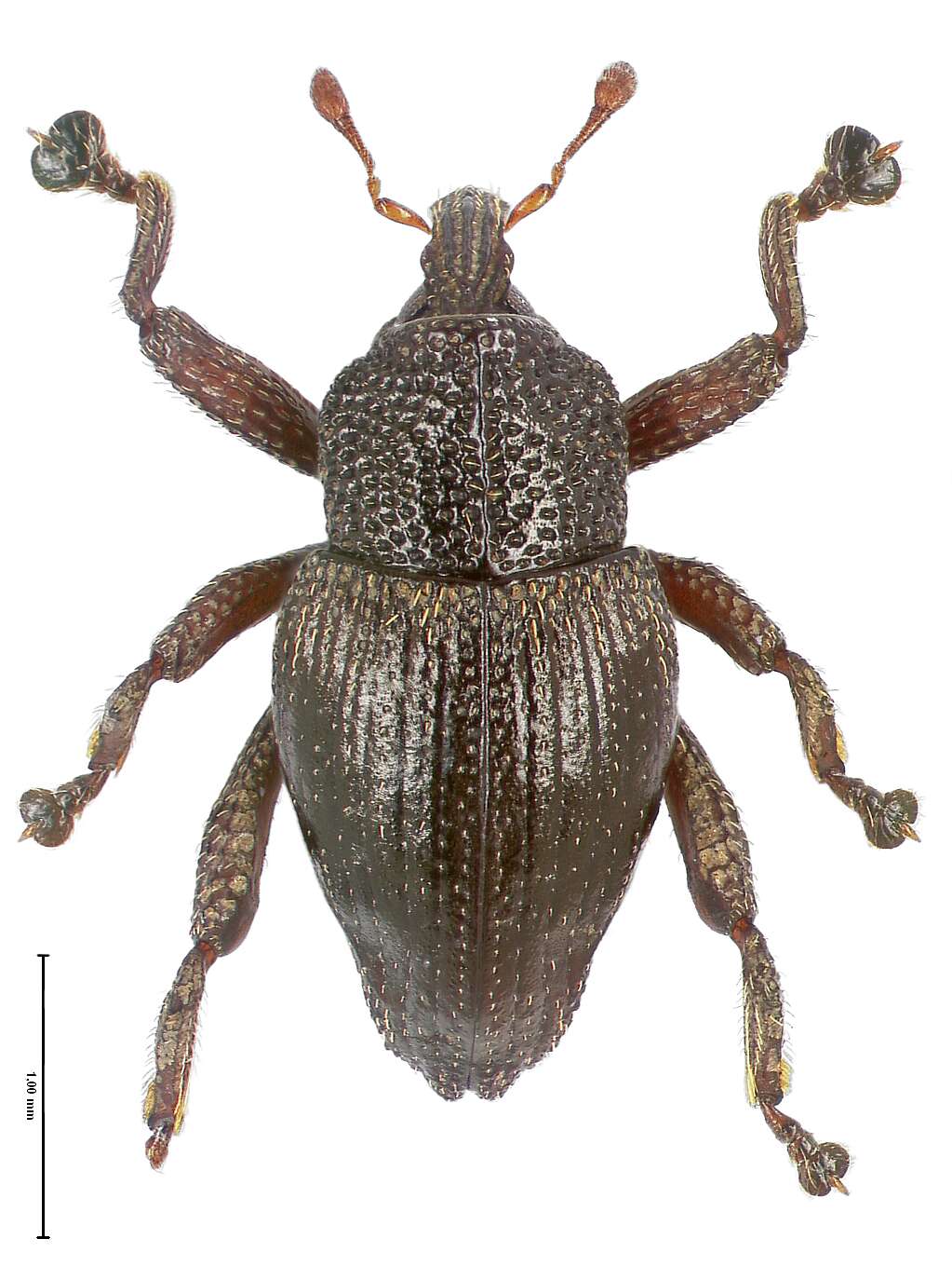 Image of Trigonopterus latipes Riedel 2014