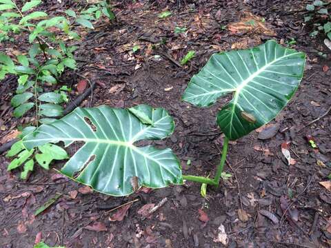 Image of Alocasia balgooyi A. Hay