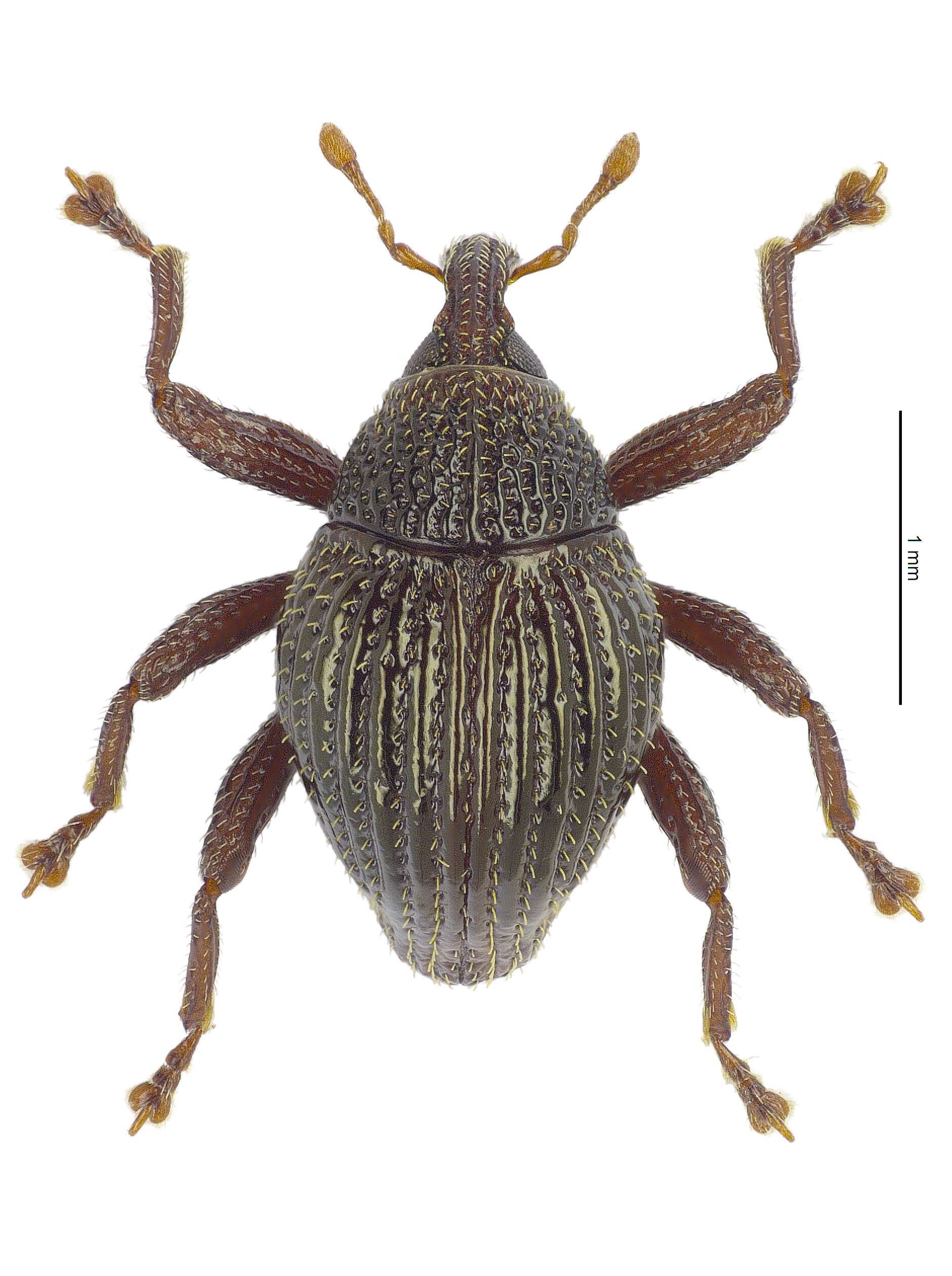 Image of Trigonopterus lima Riedel 2014