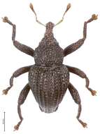 Image of Trigonopterus lampungensis Riedel 2014