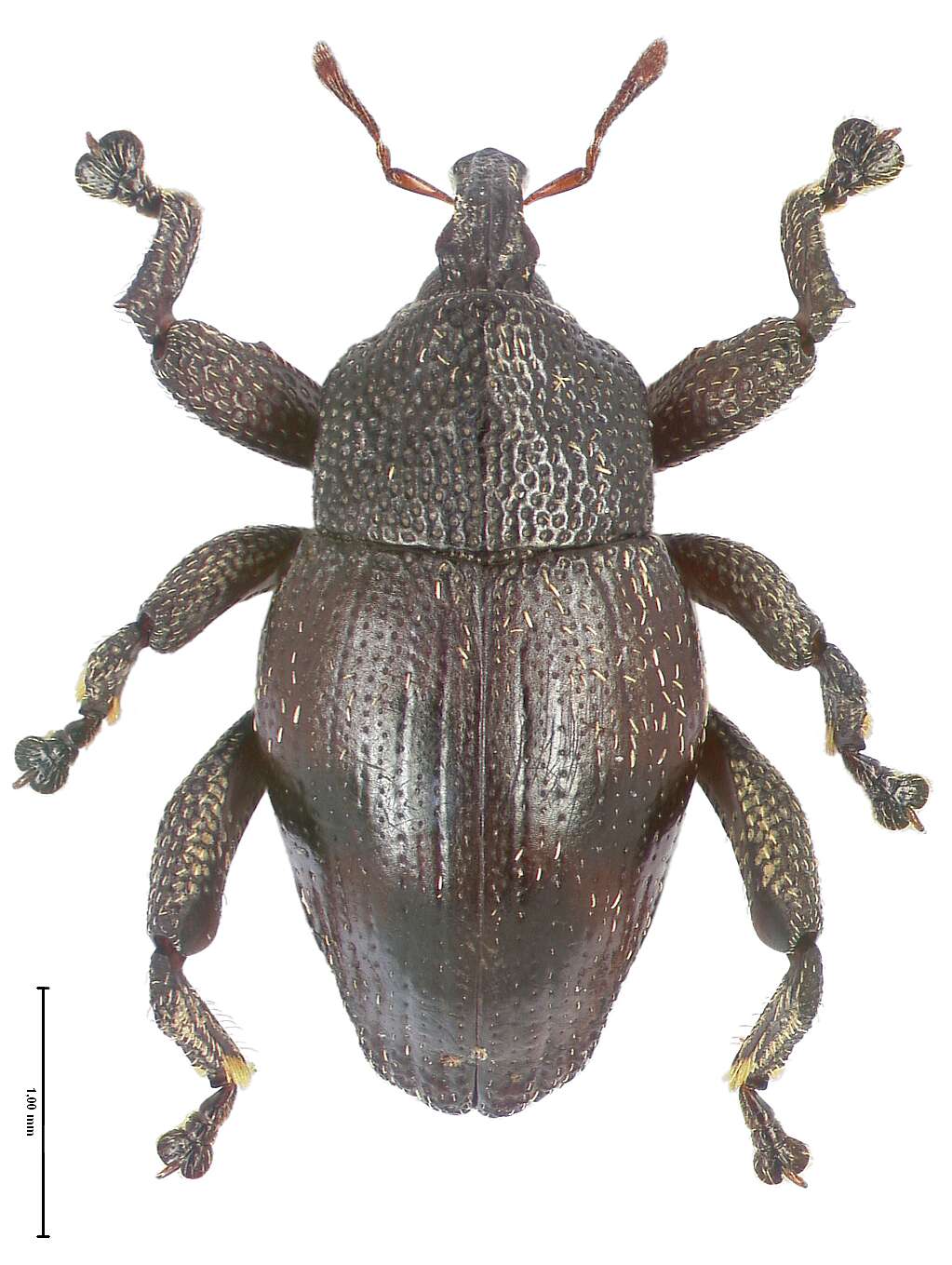 Image of Trigonopterus merubetirensis Riedel 2014