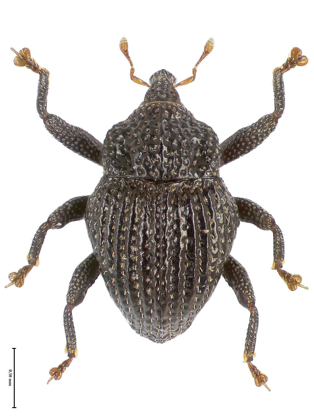 Image of Trigonopterus lombokensis Riedel 2014