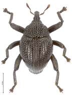 Image of Trigonopterus mesehensis Riedel 2014