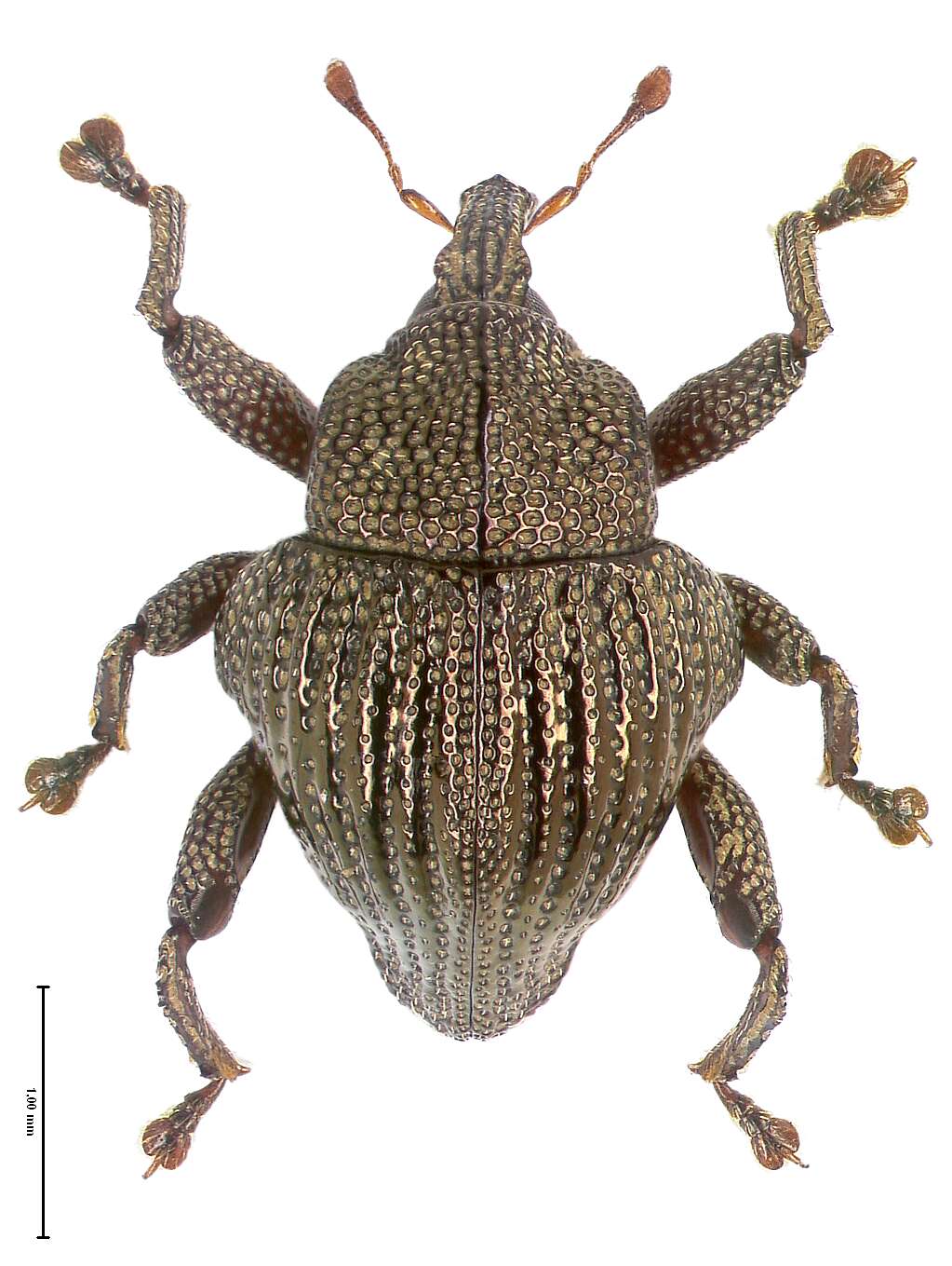 Image of Trigonopterus micans Riedel 2014