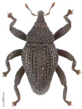 Image of Trigonopterus misellus Riedel 2014