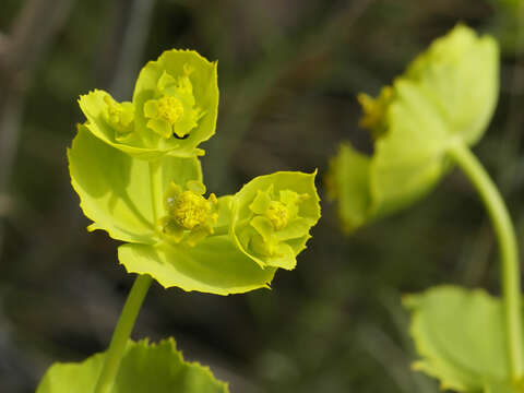 Image of serrate spurge