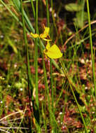 Plancia ëd Utricularia cornuta Michx.