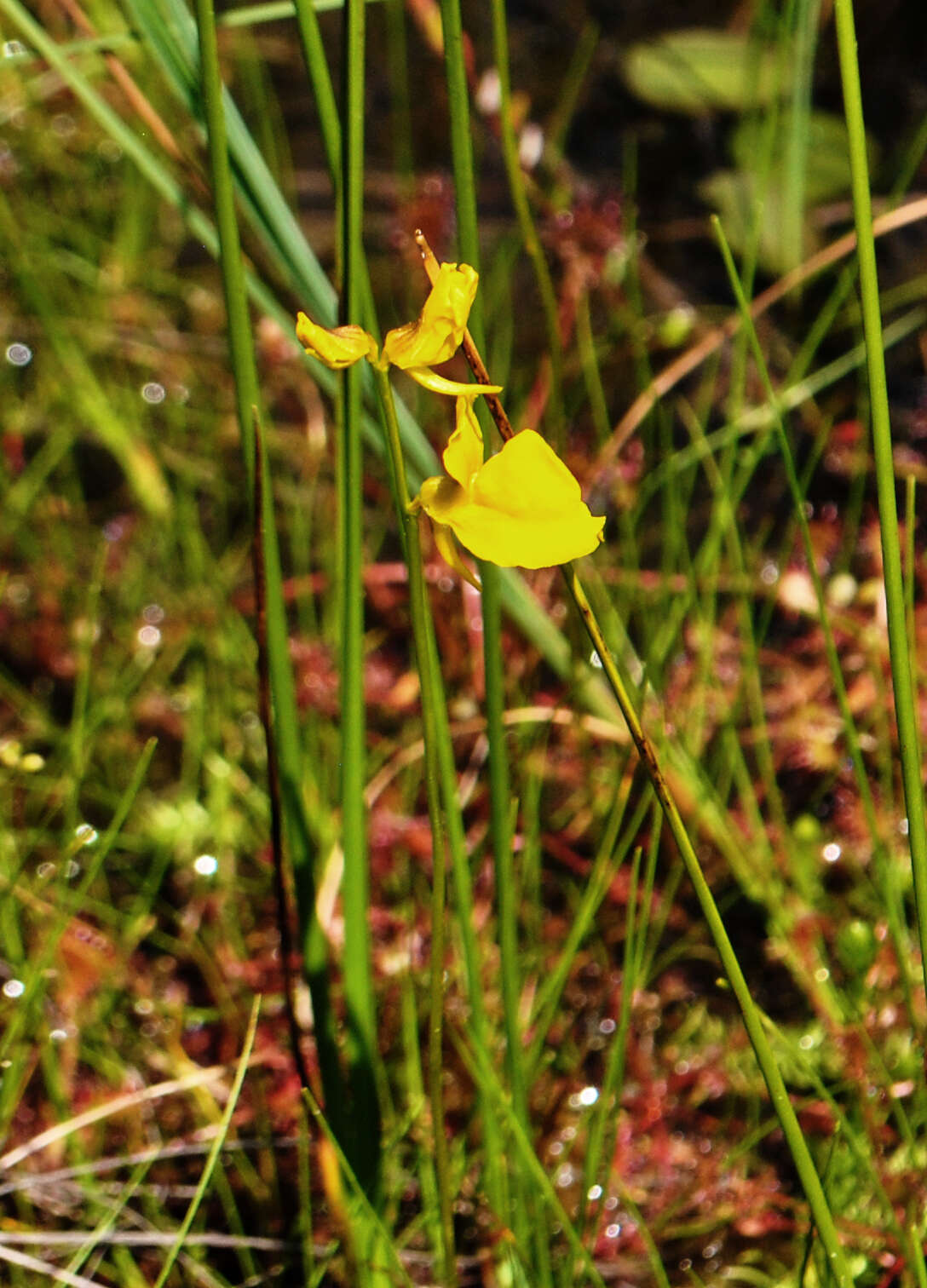 Plancia ëd Utricularia cornuta Michx.