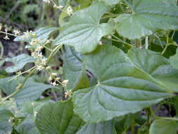 Image of Dioscorea communis (L.) Caddick & Wilkin