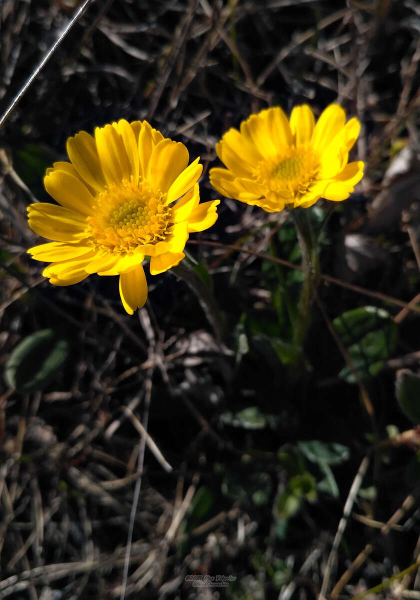 Imagem de Tephroseris integrifolia subsp. tundricola (Tolm.) B. Nord.