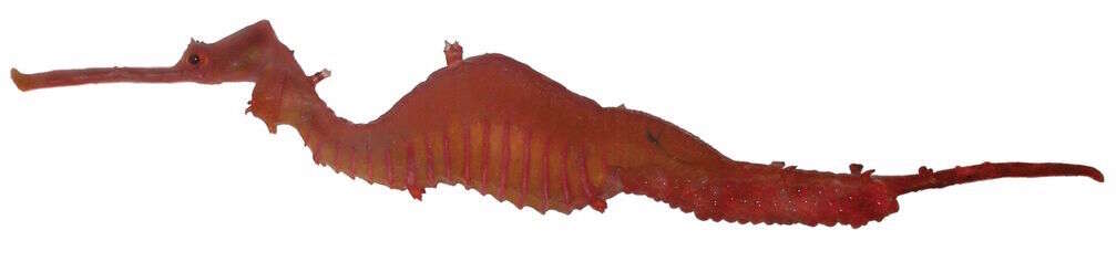 Image of ruby seadragon