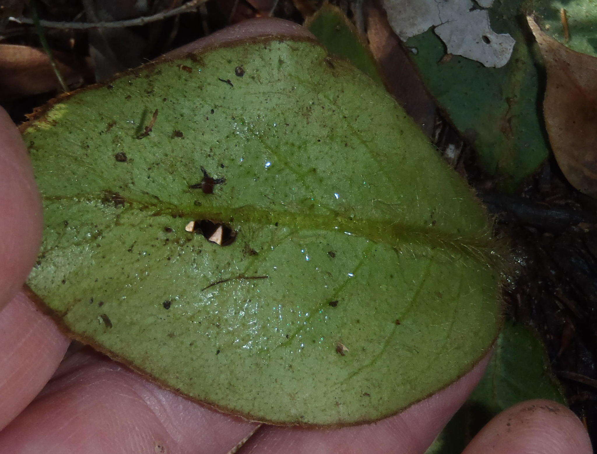 Piloselloides hirsuta (Forsk.) C. Jeffrey ex Cufod.的圖片