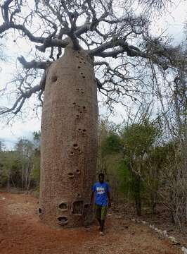 Image of Fony baobab