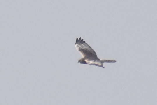 Image of Pied Harrier