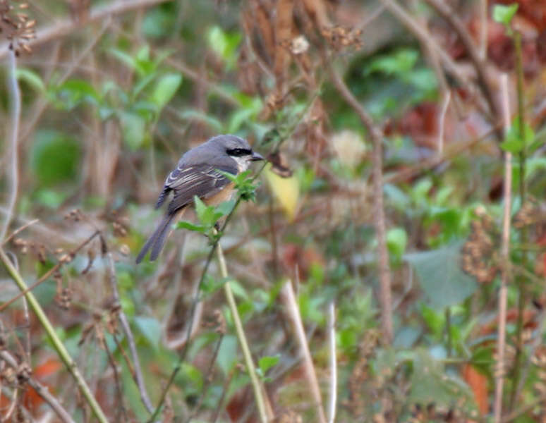 Image of Grey-backed Shrike