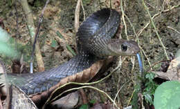 Image of Keeled Rat Snake