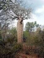 Image of Fony baobab