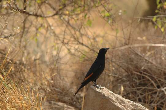 Image of Arabian Chestnut-winged Starling