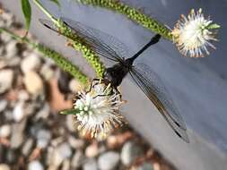 Image of Taper-tailed Darner