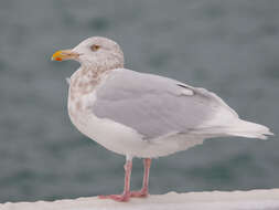 Image of Glaucous Gull