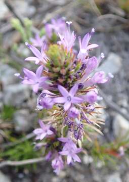 Image de Merciera azurea Schltr.