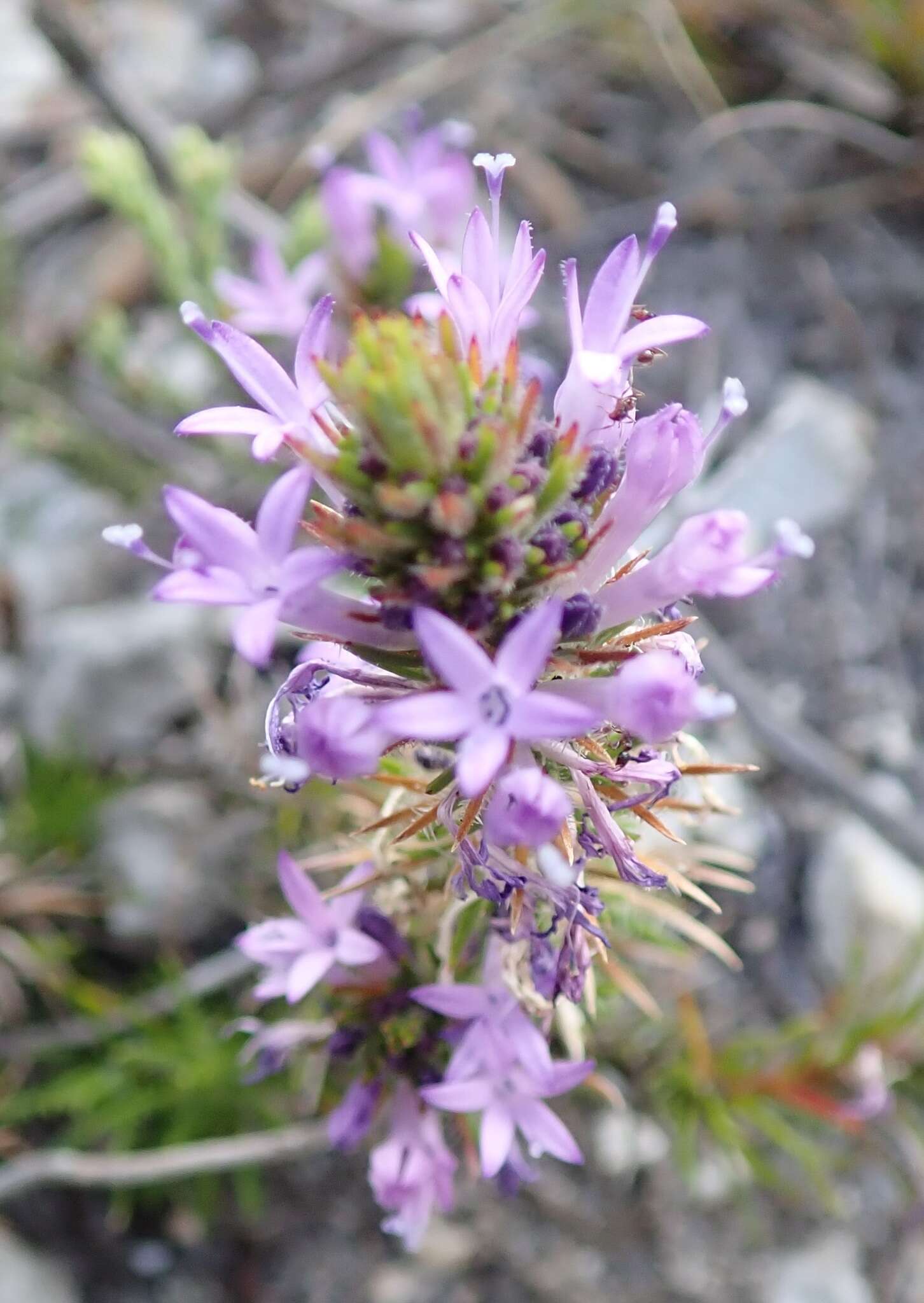 Image of Merciera azurea Schltr.