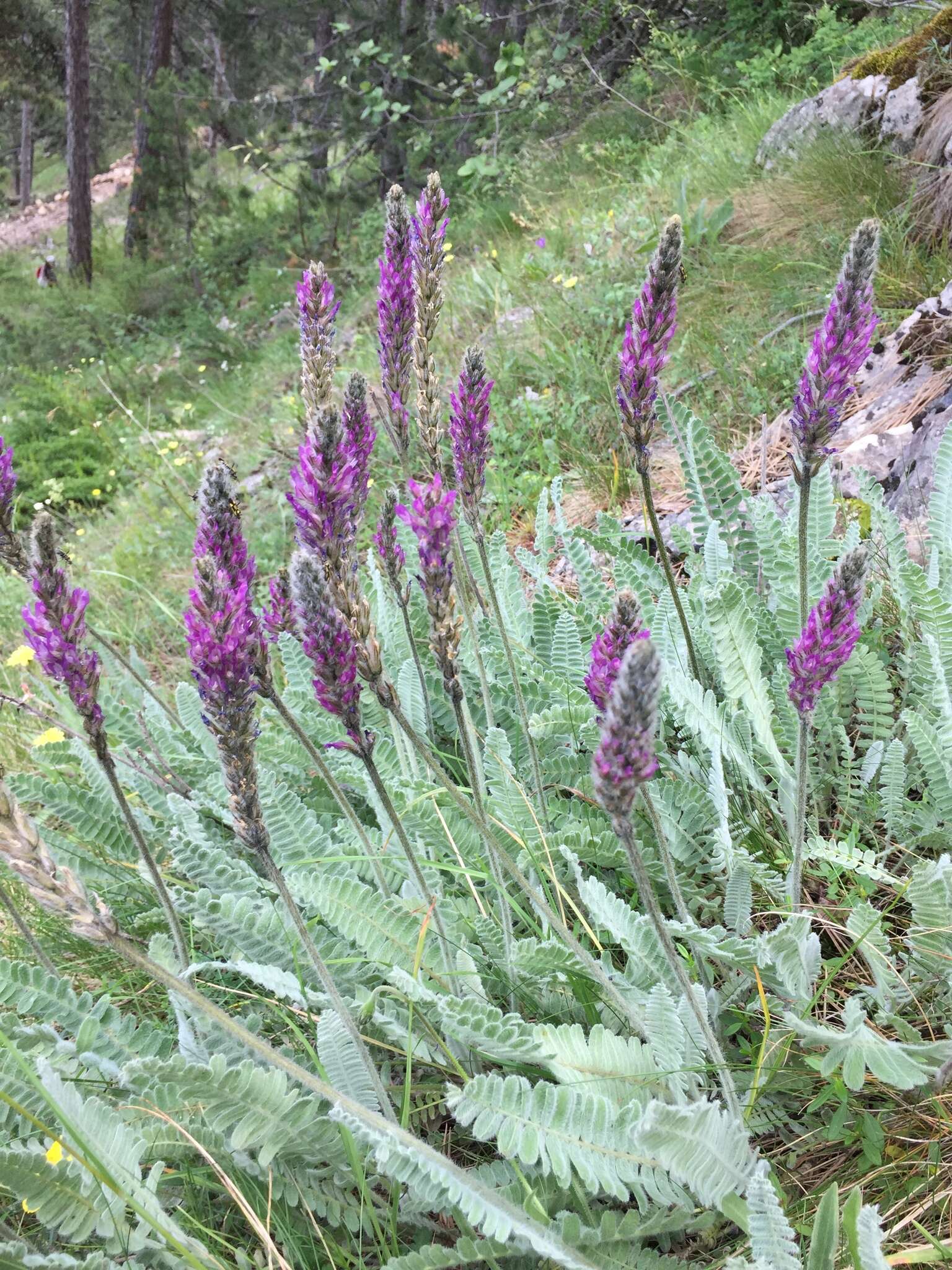 Image of Astragalus listoniae Boiss.