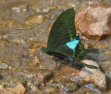 Image of Papilio paris Linnaeus 1758