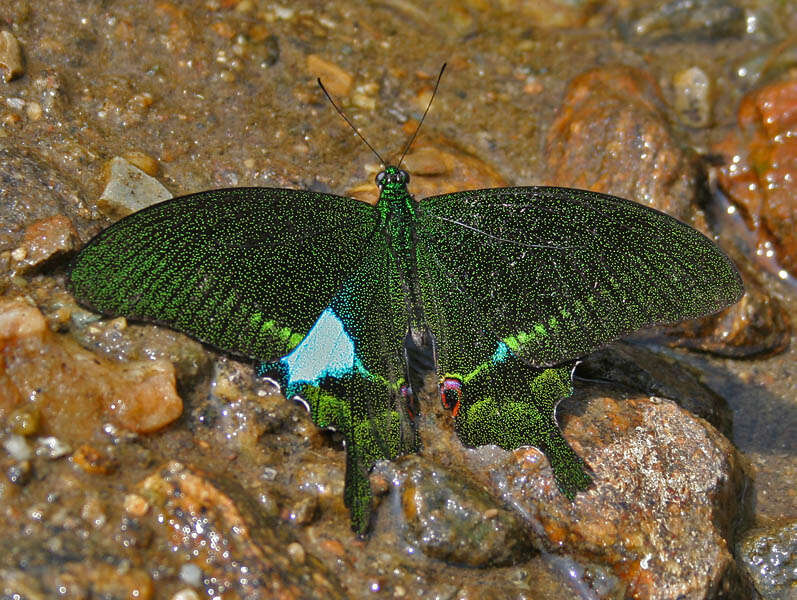 Image of Papilio paris Linnaeus 1758