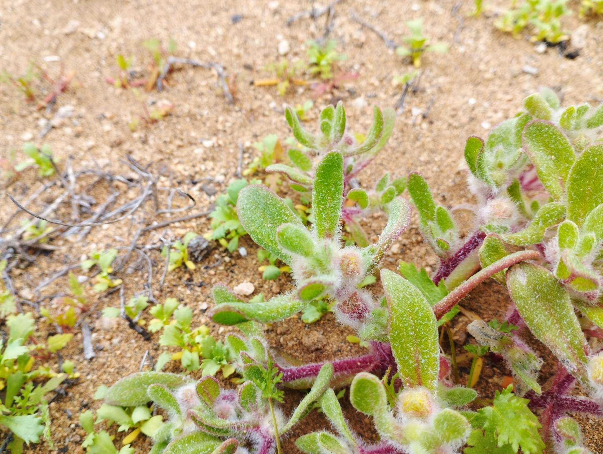 Image of Tetragonia pedunculata Phil.