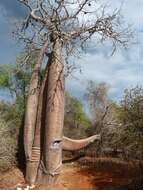 Image of Fony baobab