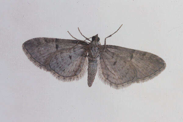 Image of Eupithecia ericeata Rambur 1833