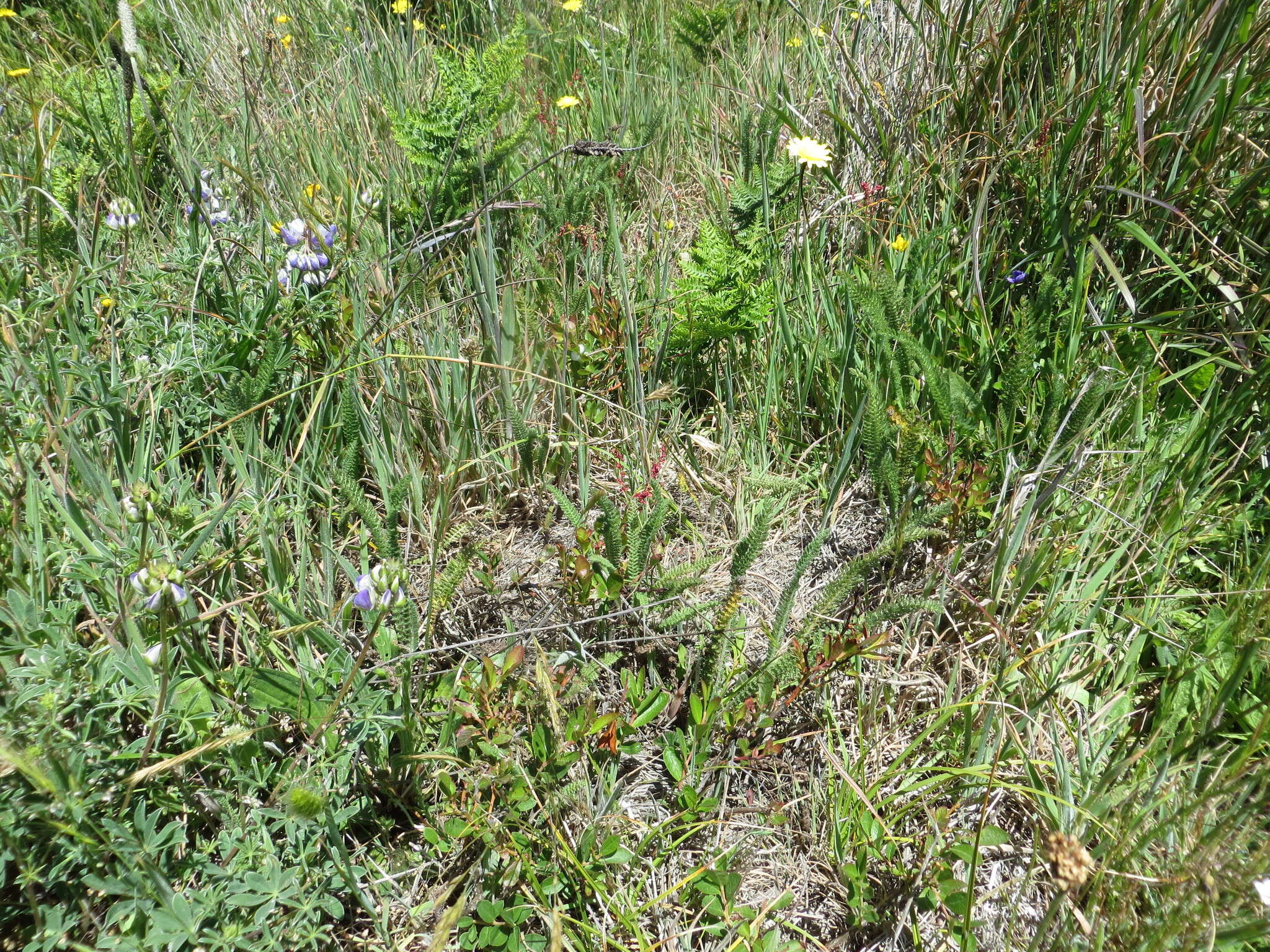 Image of dwarf bilberry