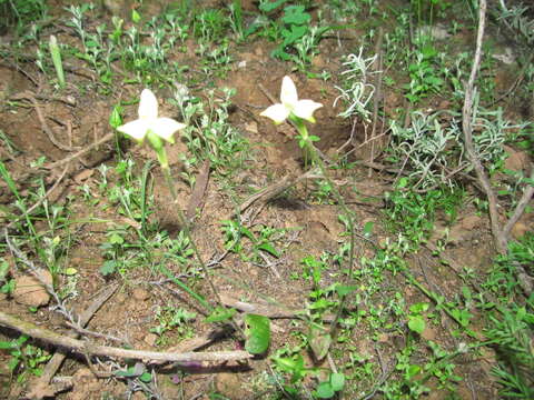 Disperis bolusiana subsp. bolusiana的圖片