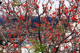 Imagem de Erythrina abyssinica DC.