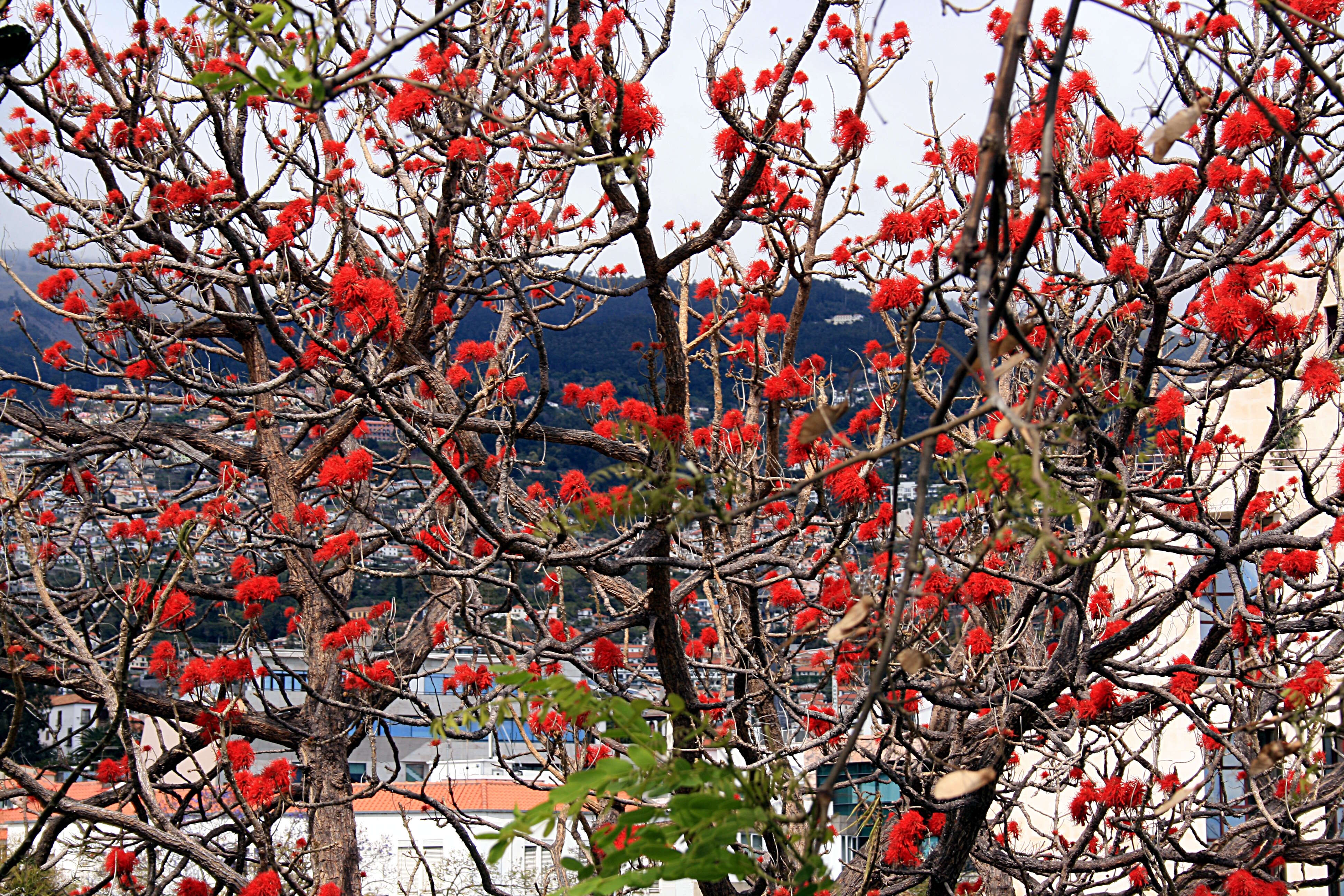 Imagem de Erythrina abyssinica DC.