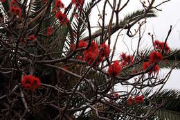 Imagem de Erythrina abyssinica DC.