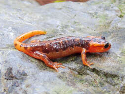 Image of Lyciasalamandra fazilae (Basoglu & Atatür 1975)