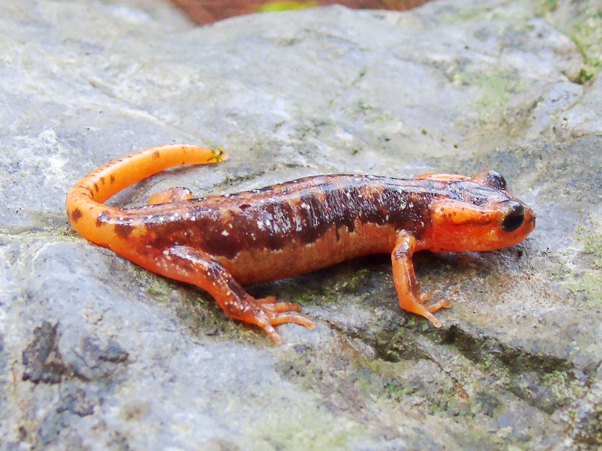 Image de Lyciasalamandra fazilae (Basoglu & Atatür 1975)