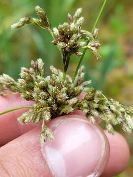 Imagem de Scirpus atrocinctus Fernald