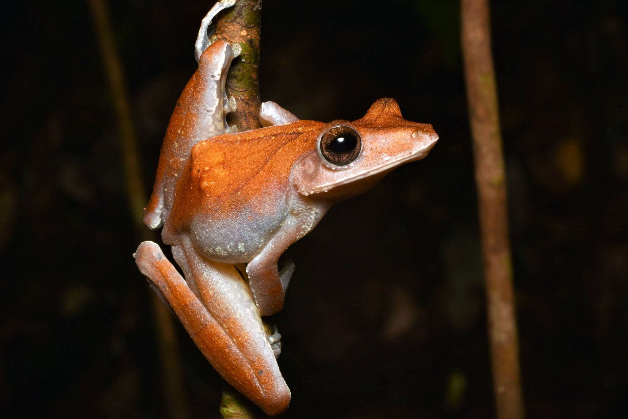 Image of Polypedates colletti (Boulenger 1890)