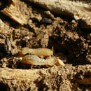 صورة Reticulitermes banyulensis Clément 1977